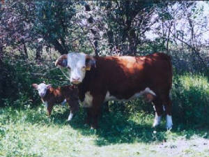 Miniature Herford with Calf